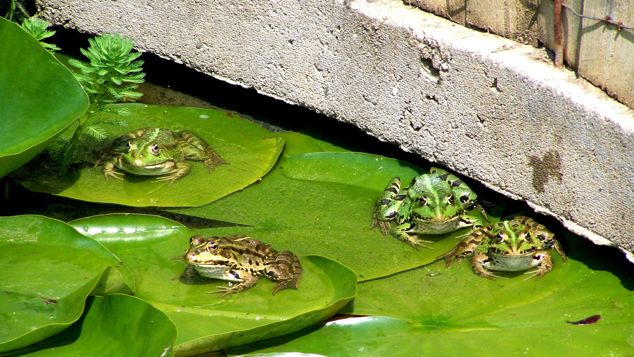 frog garden pond water lily leaves free photo