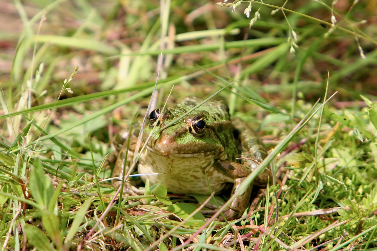 frog tree frog toad free photo