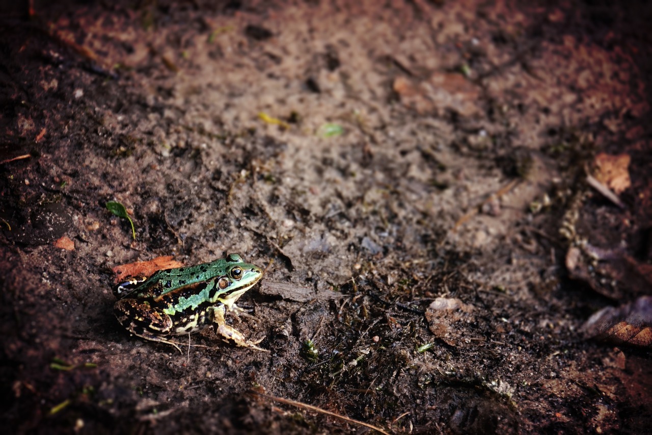 frog animal mud free photo