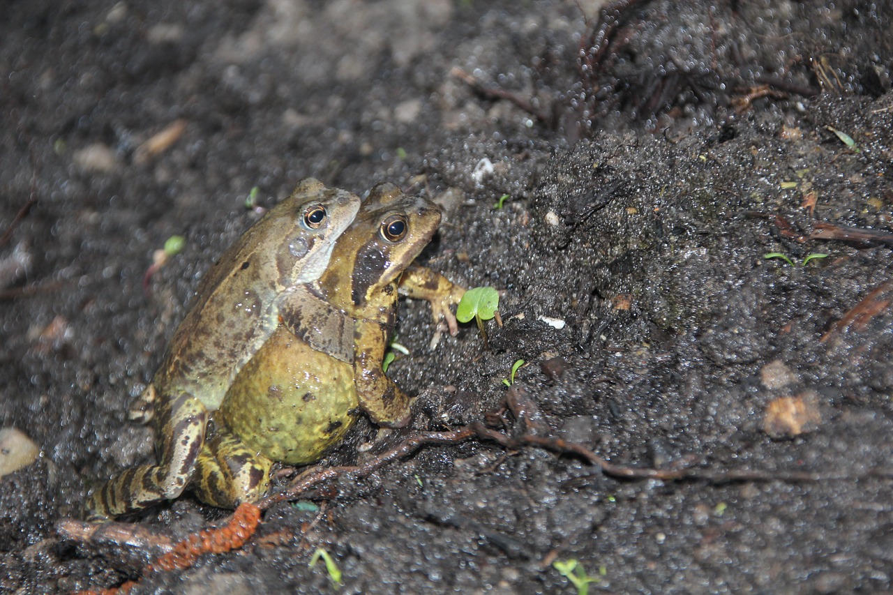 frog mate nature free photo