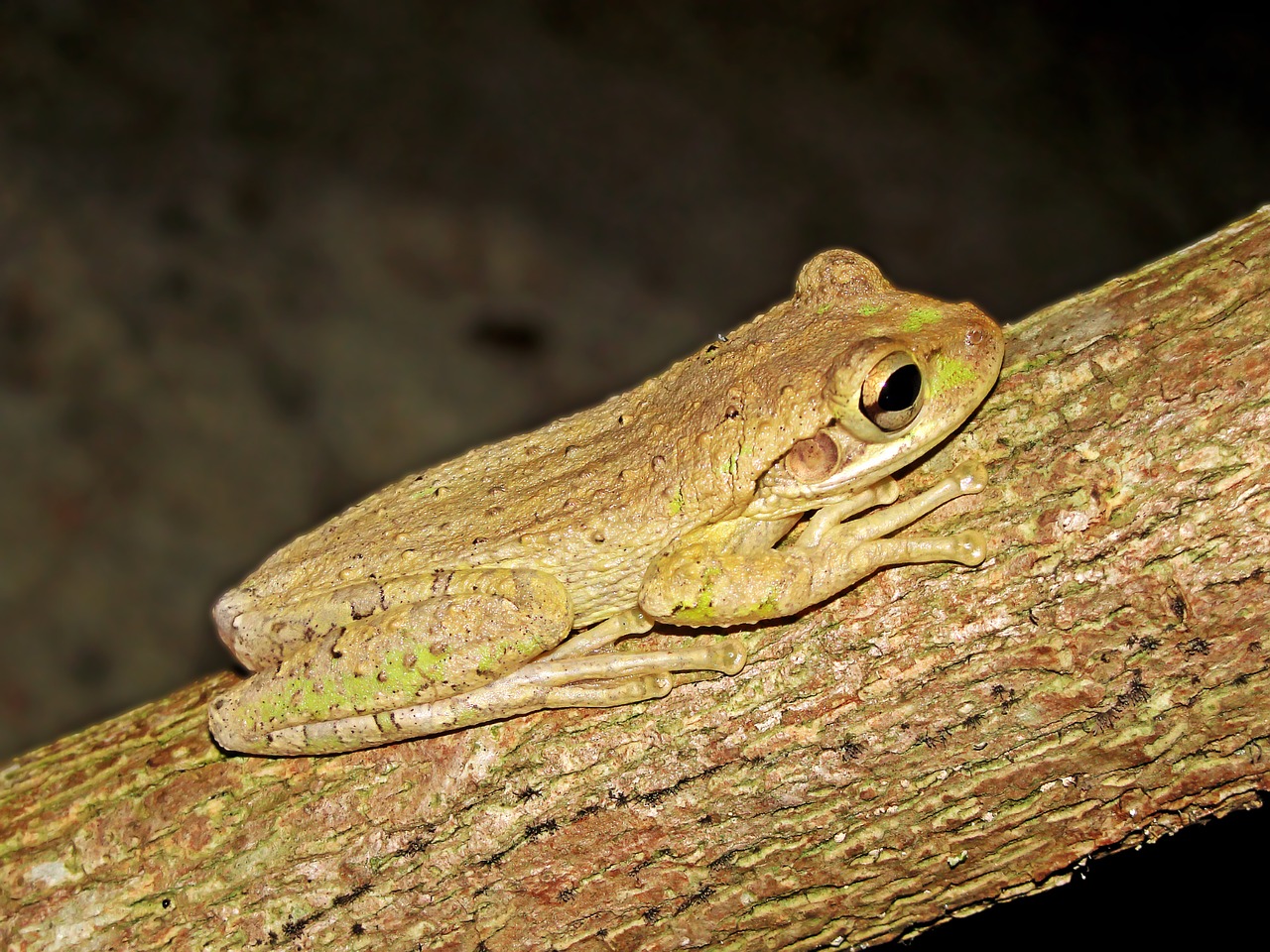 frog fauna camouflage free photo