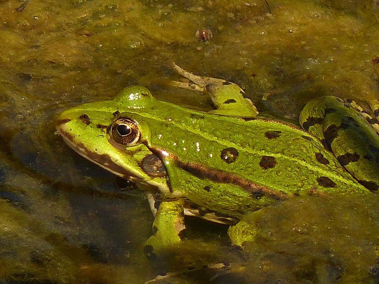 frog green close free photo