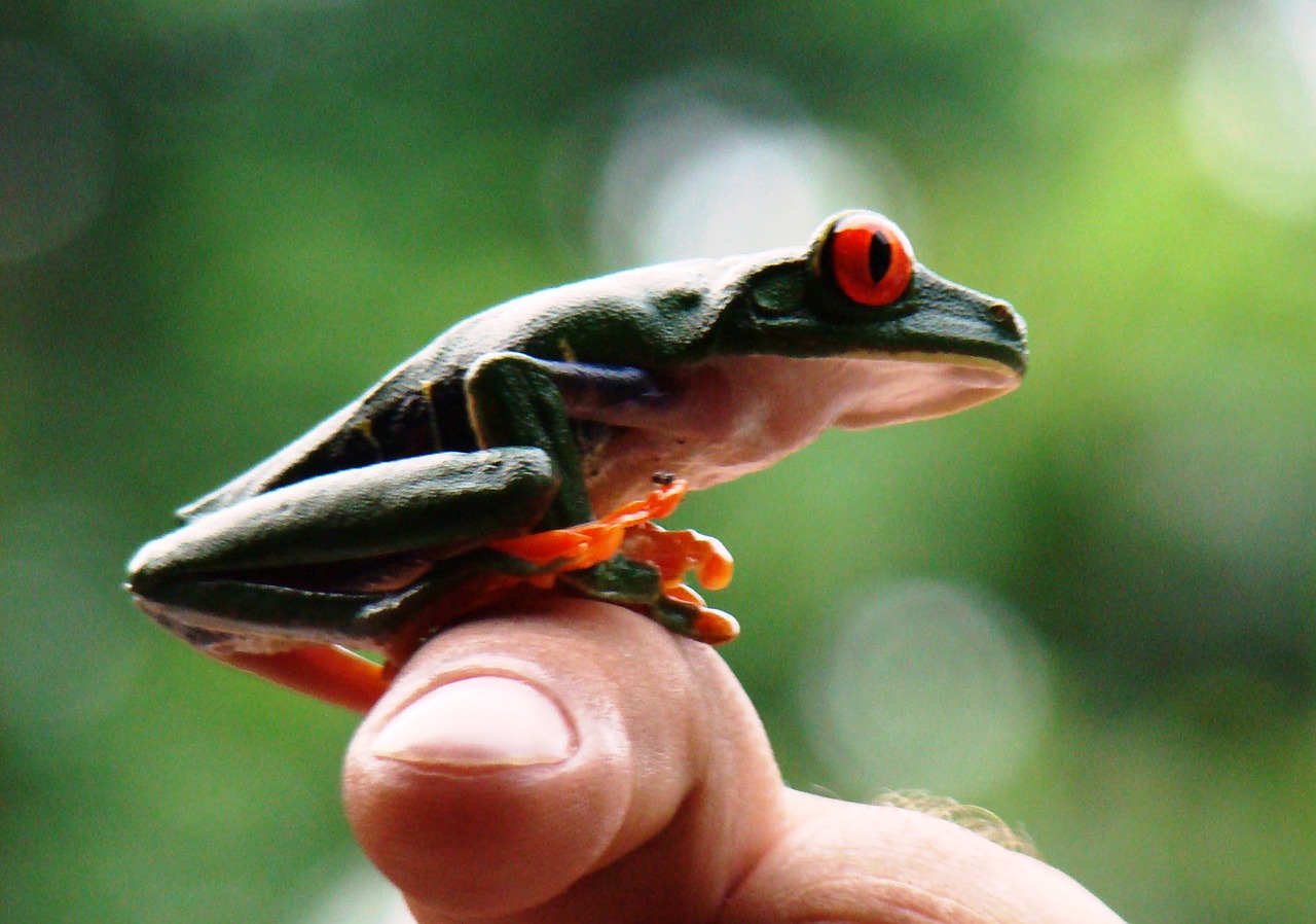 frog red-eyed tree frog free photo