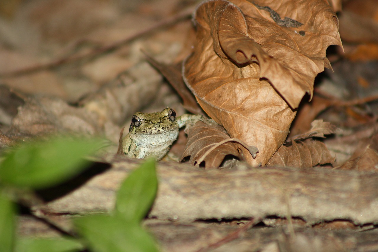 frog hiding tiny free photo