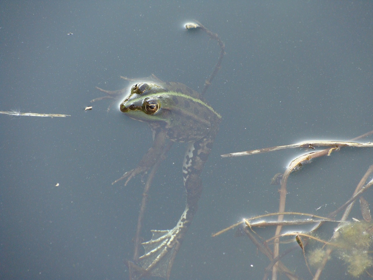 frog lake swimming free photo