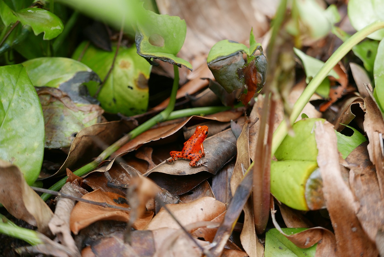 frog red frog poison dart frog free photo