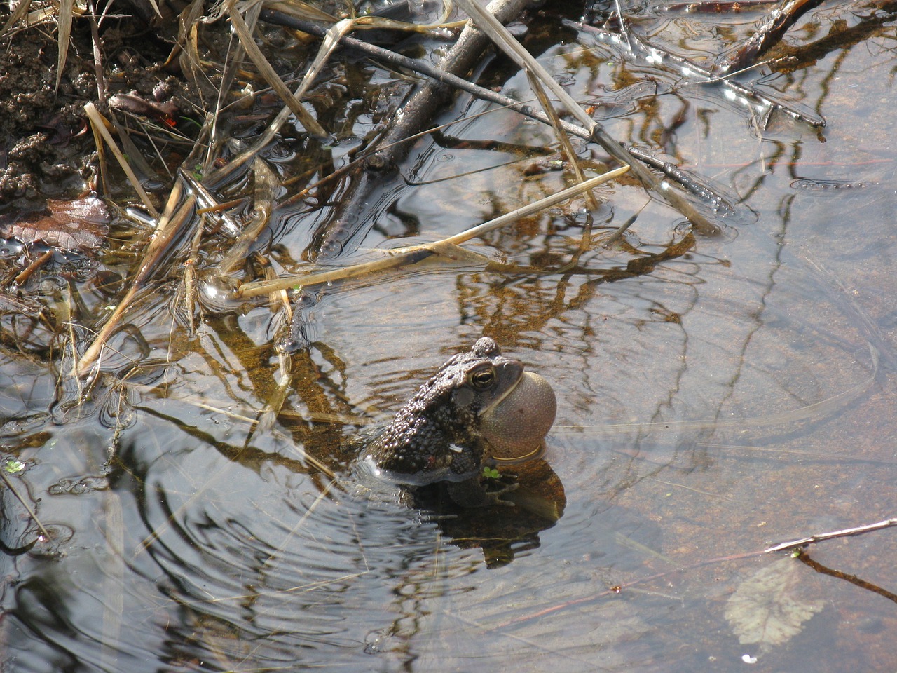 frog water toad free photo