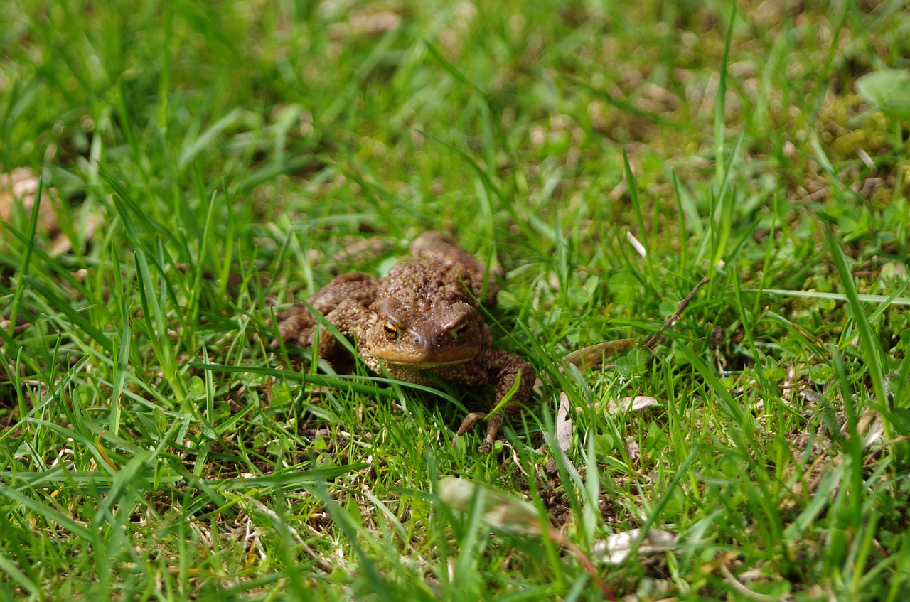 frog toad amphibian free photo