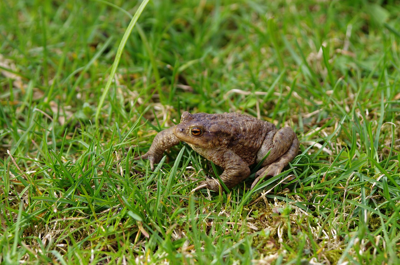 frog toad amphibian free photo