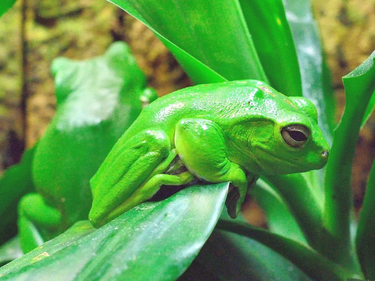 frog green amphibian free photo