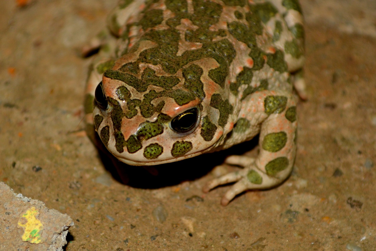 frog green amphibian free photo