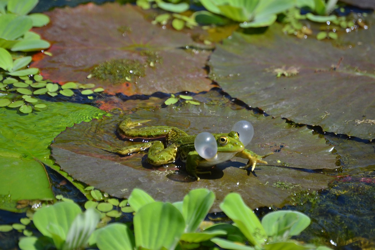frog frogs amphibians free photo