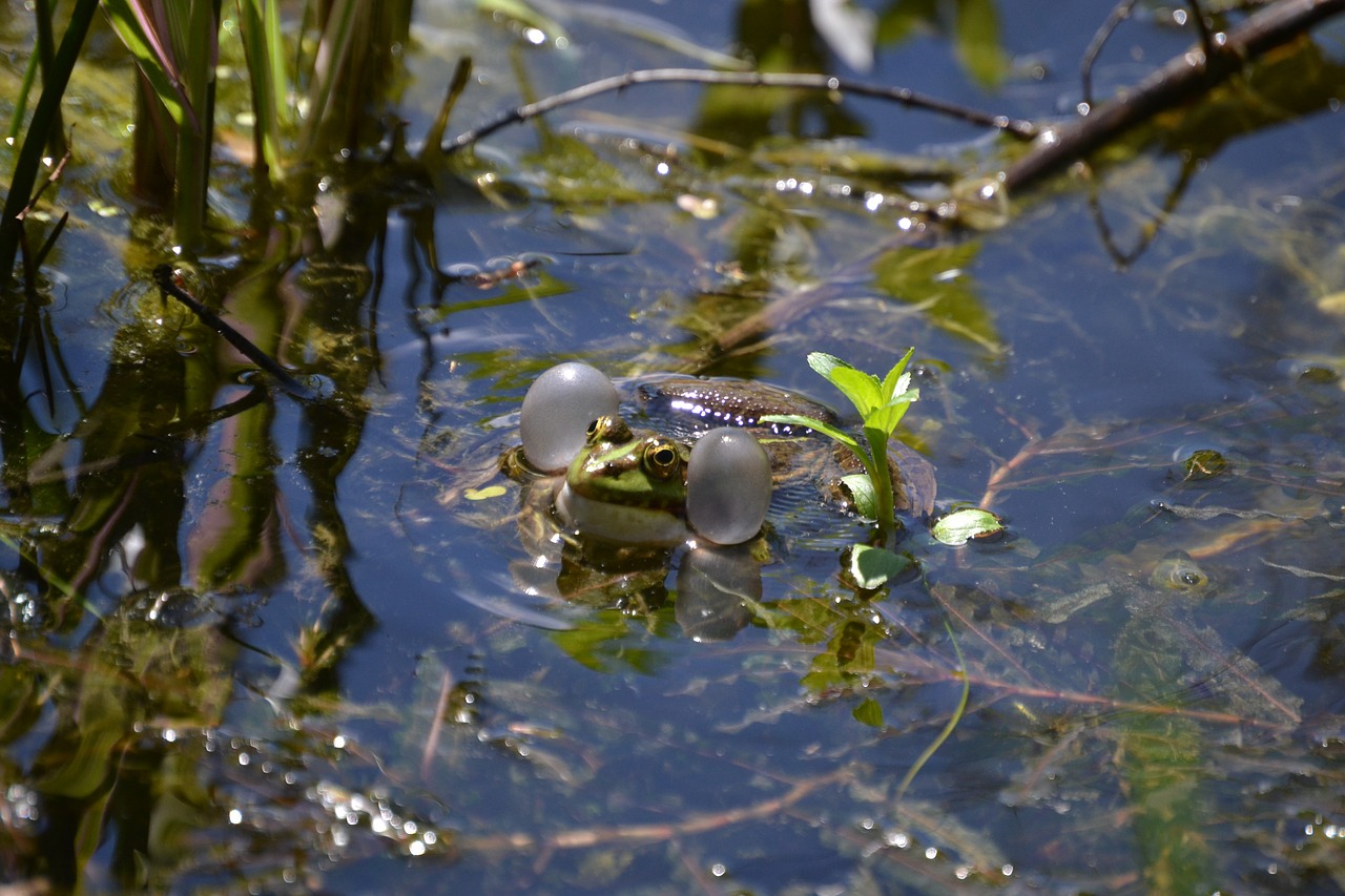 frog frogs amphibians free photo