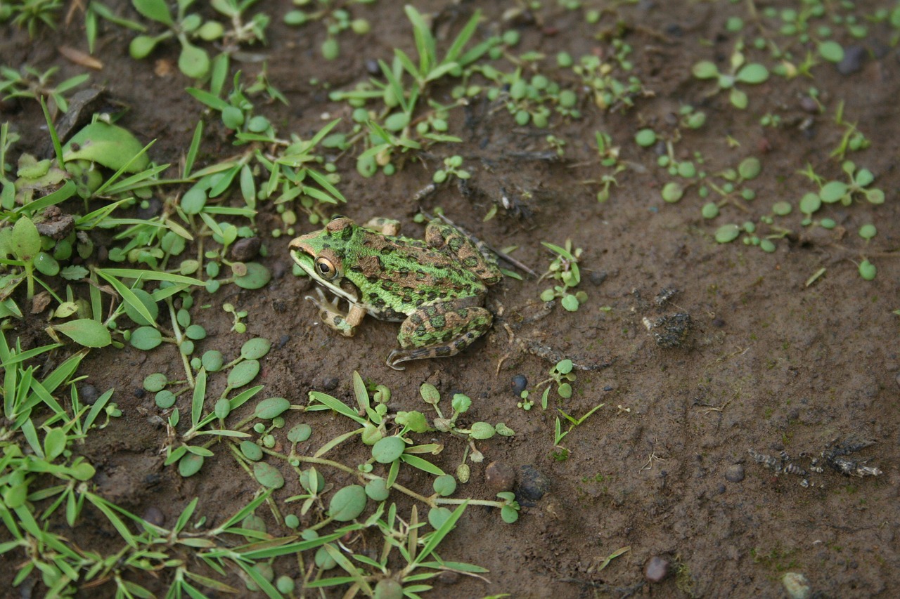 frog nature ecology free photo