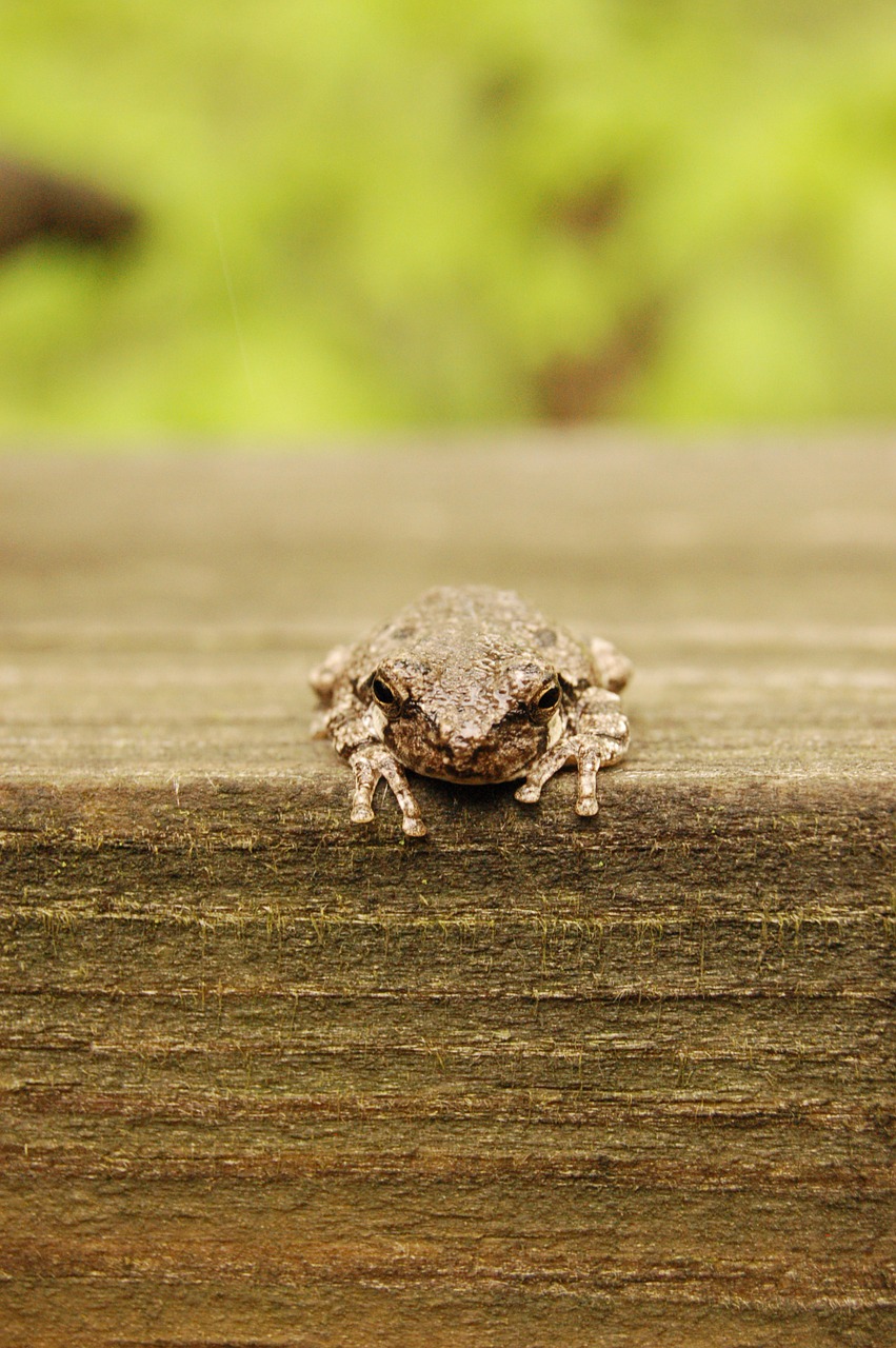 frog tree frog green free photo