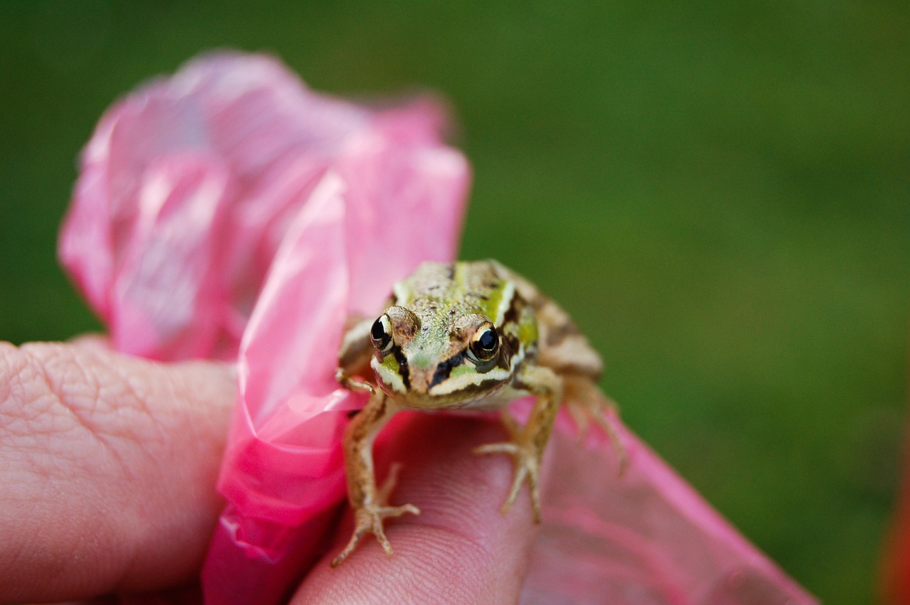 young frog