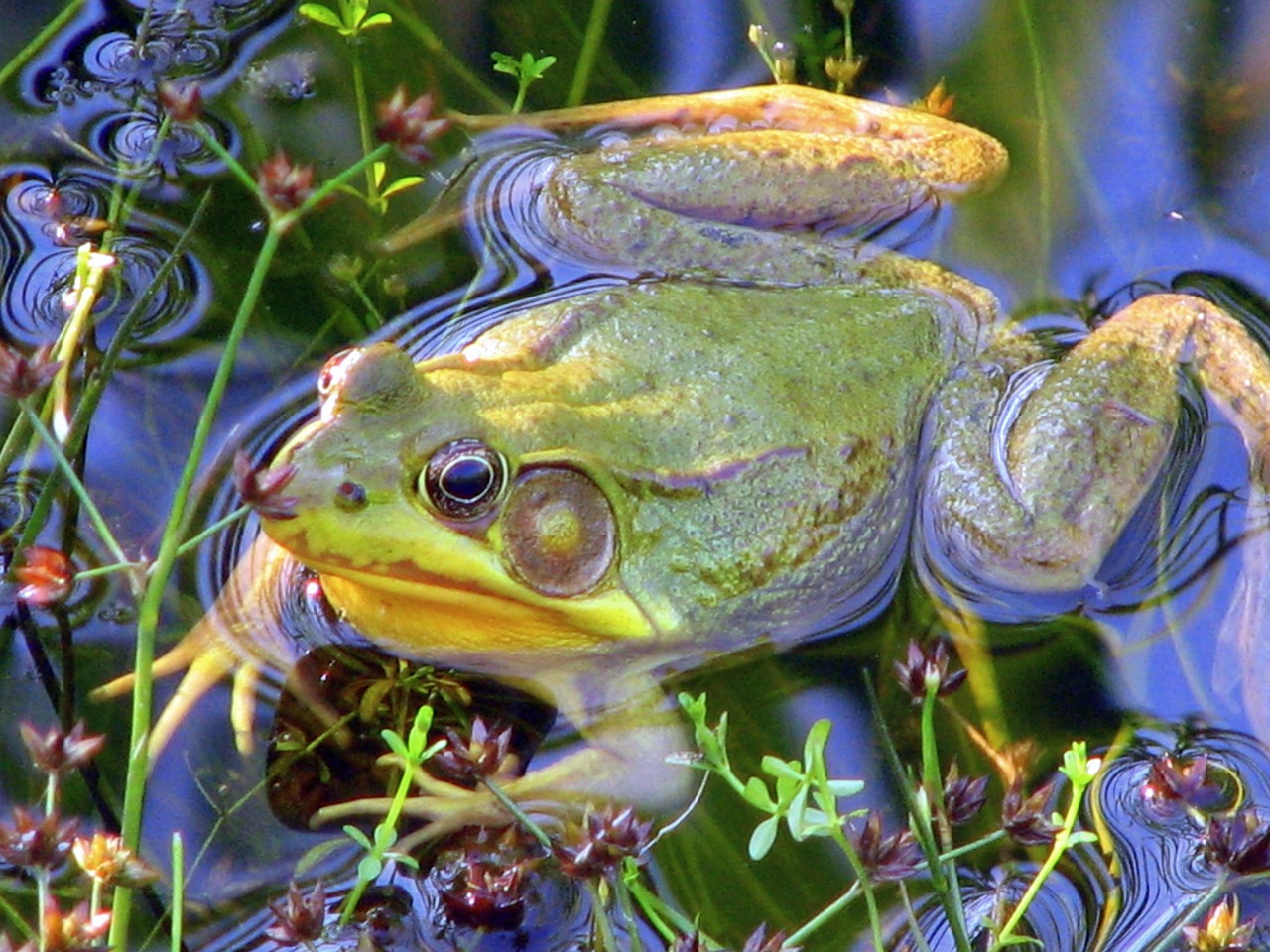 frog pond amphibian free photo