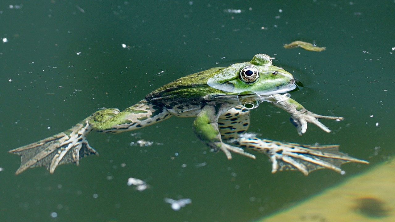 frog amphibians watch free photo