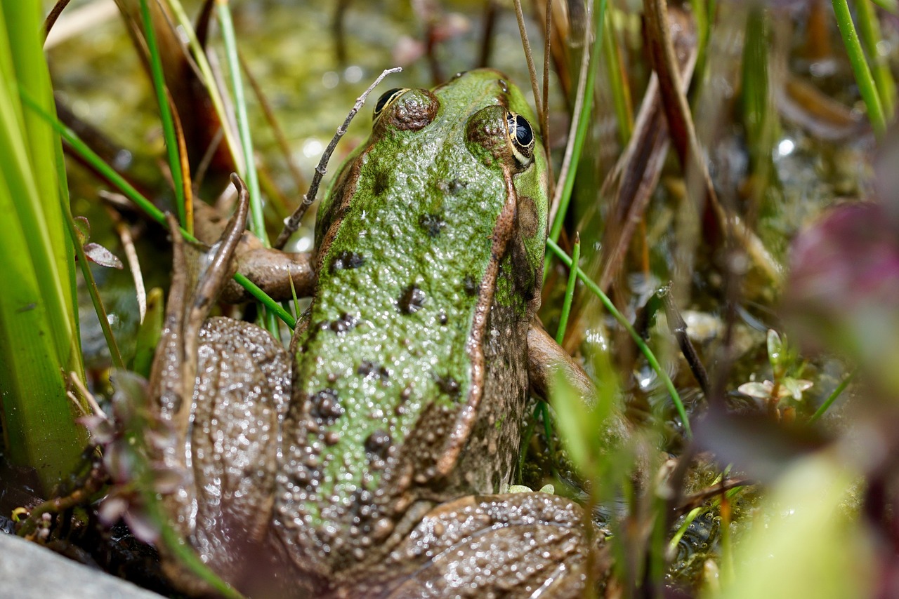 frog nature amphibians free photo