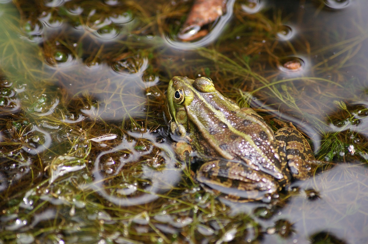 frog water amphibian free photo
