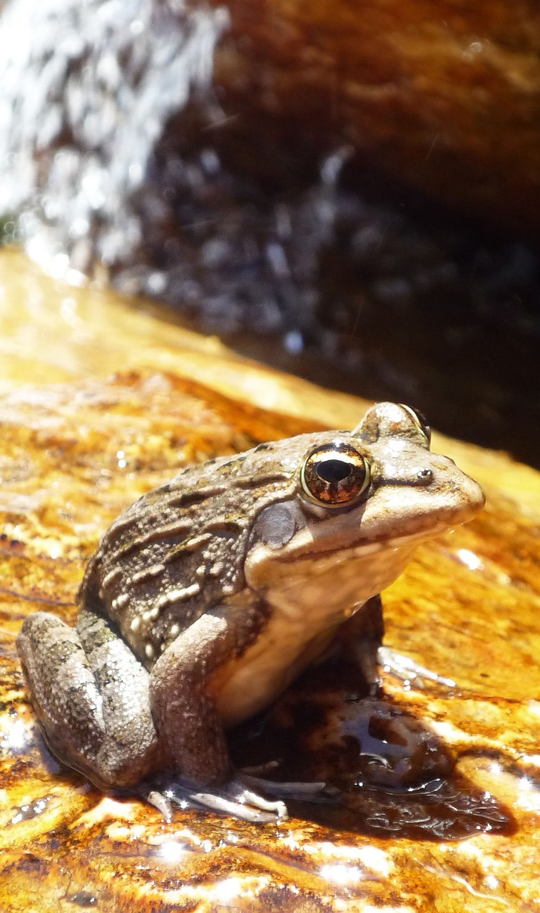 frog animal amphibian free photo