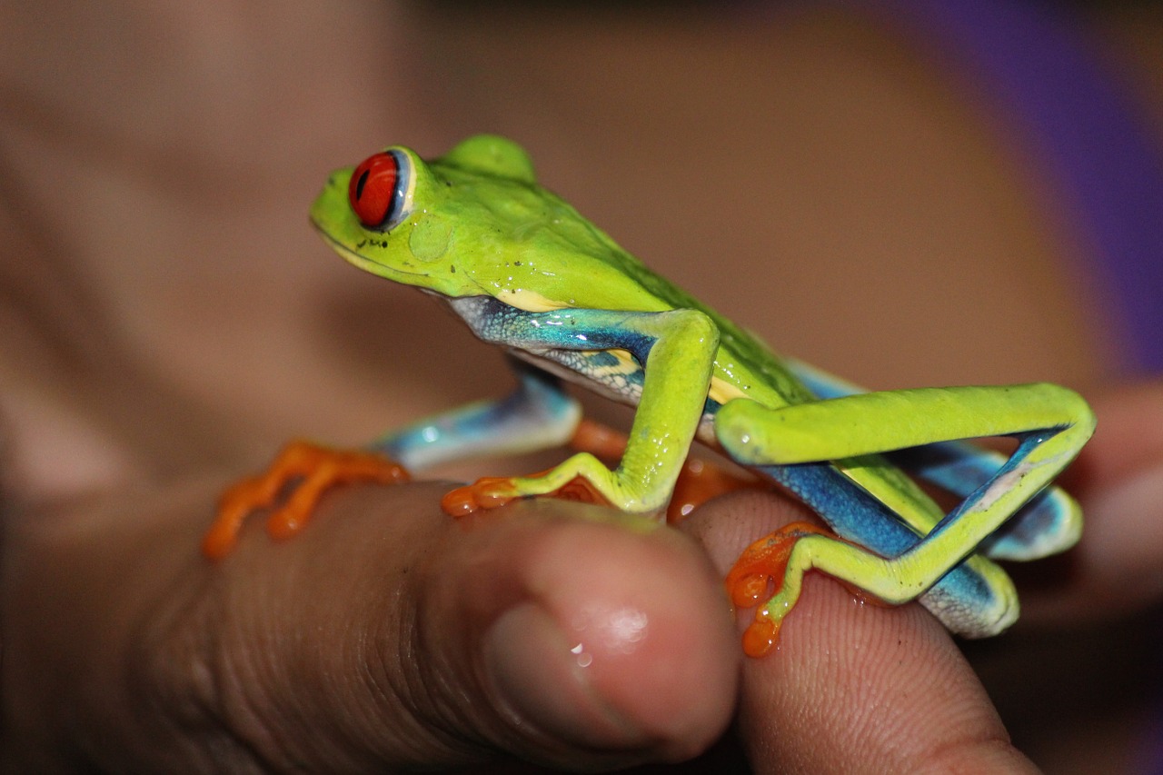 frog costa rica bright free photo