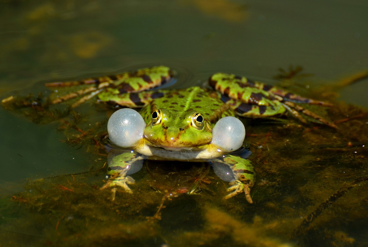 frog aquatic animal close free photo