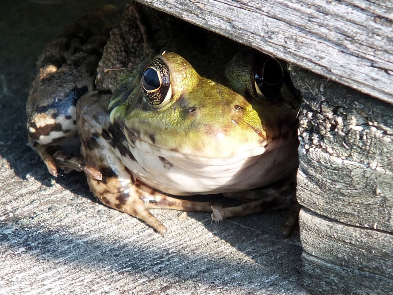 frog nature amphibian free photo