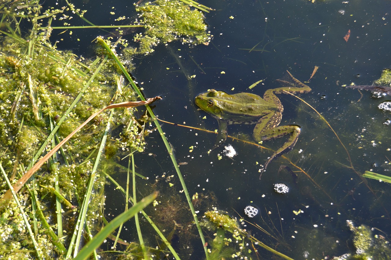 frog water pond free photo