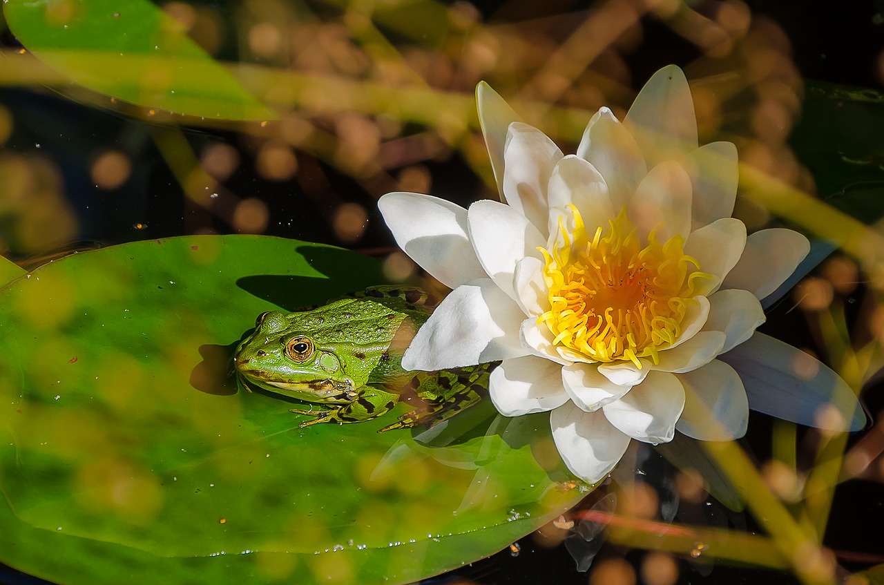 frog water lily pond free photo