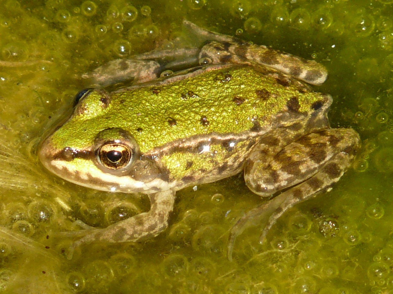frog tree frog animal free photo