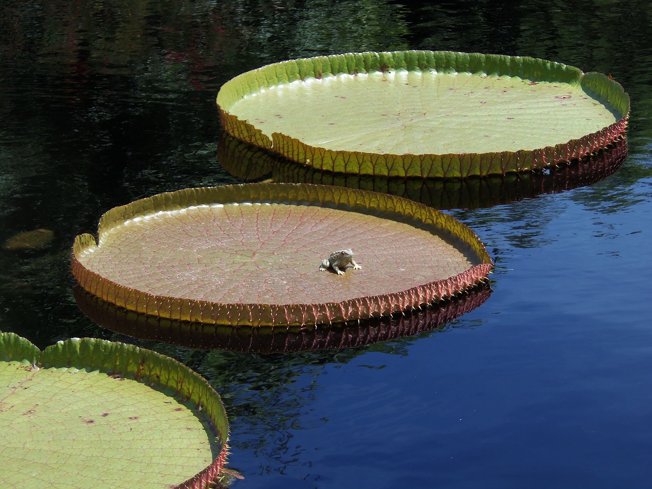 frog lily pad free photo