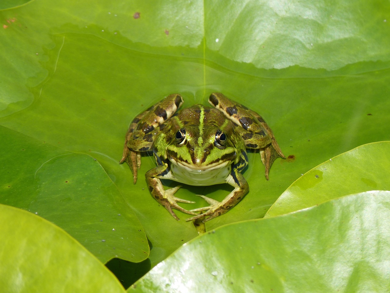frog water lily leaf free photo