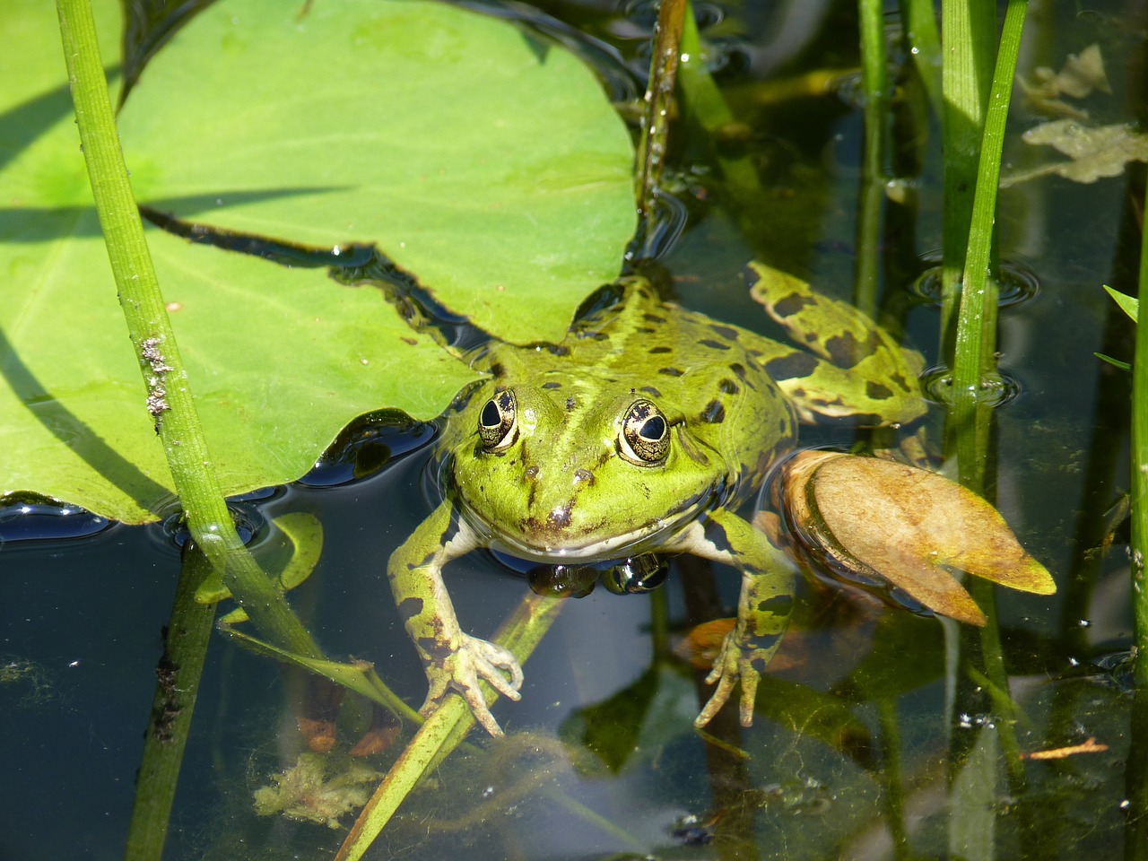 frog water pond free photo