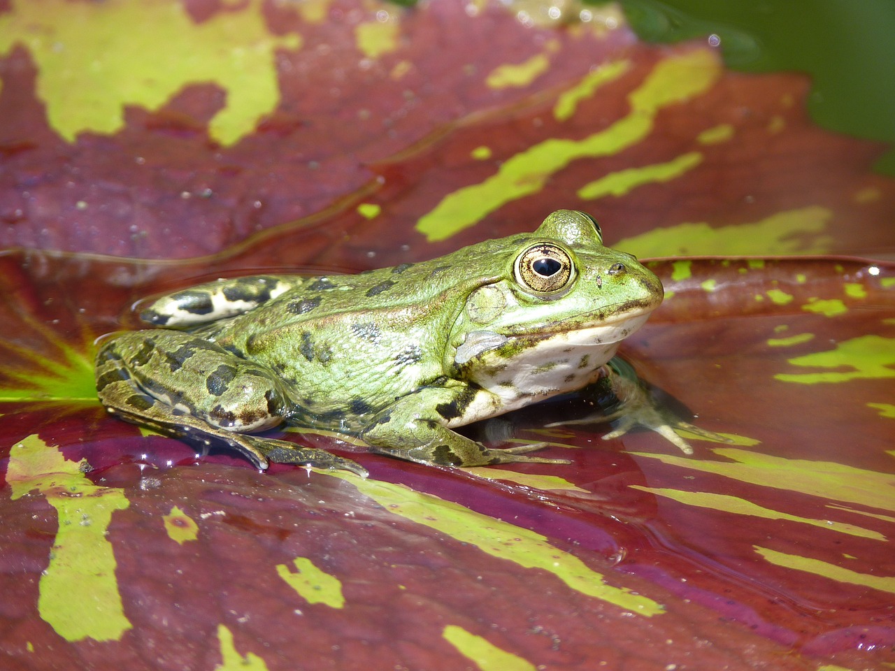 frog water lily green free photo