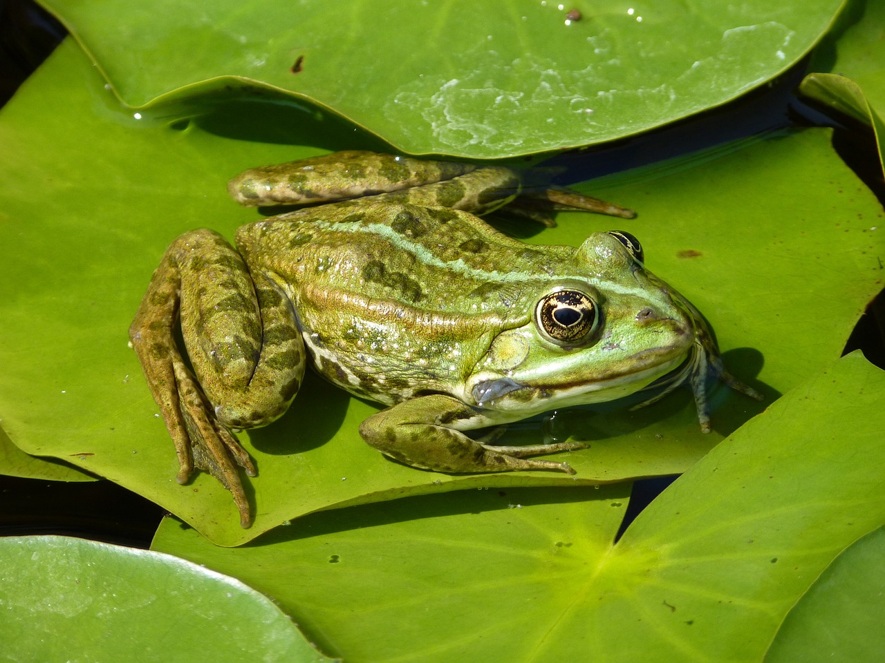 frog green water lily free photo