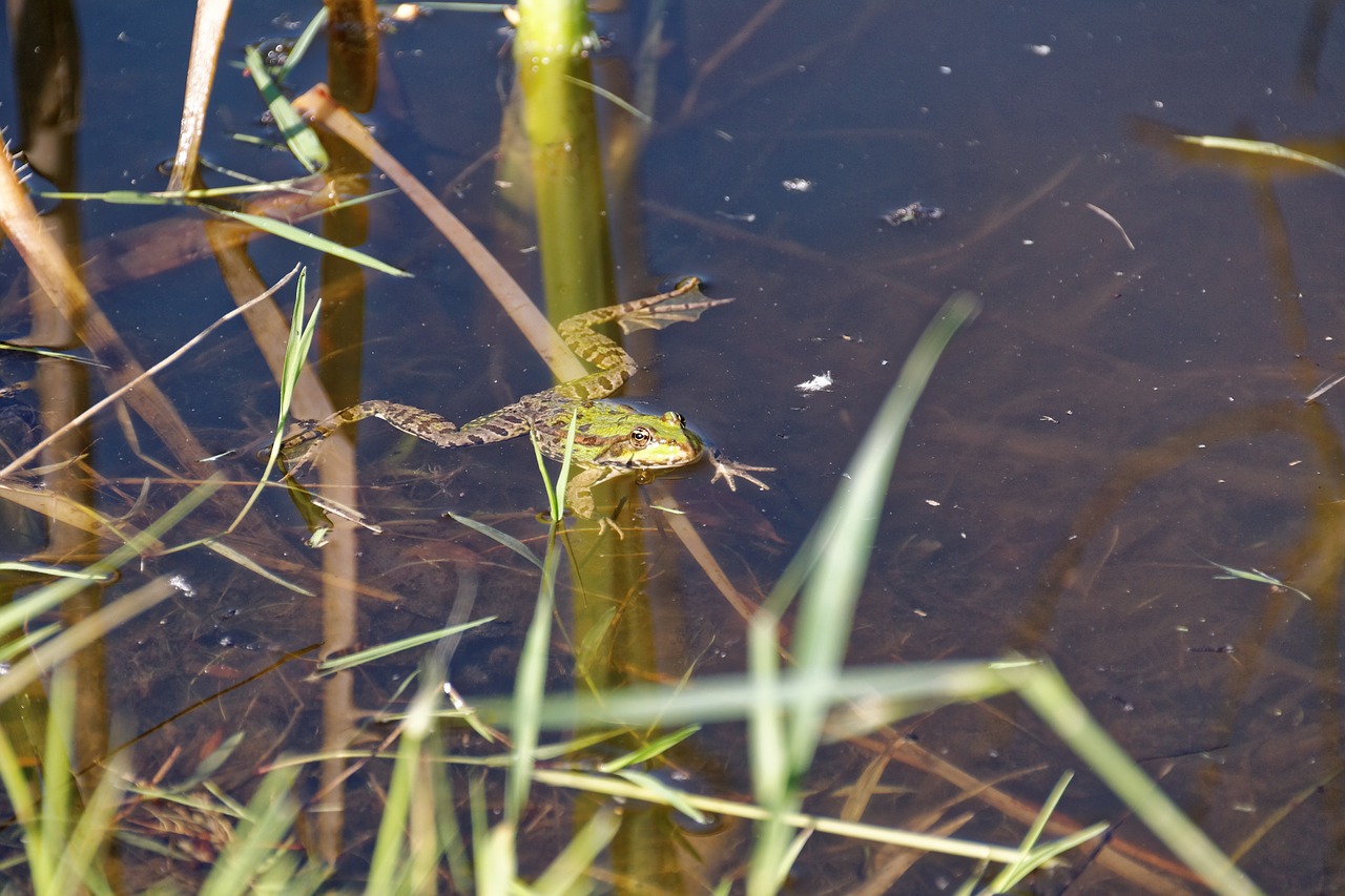 frog pond water free photo