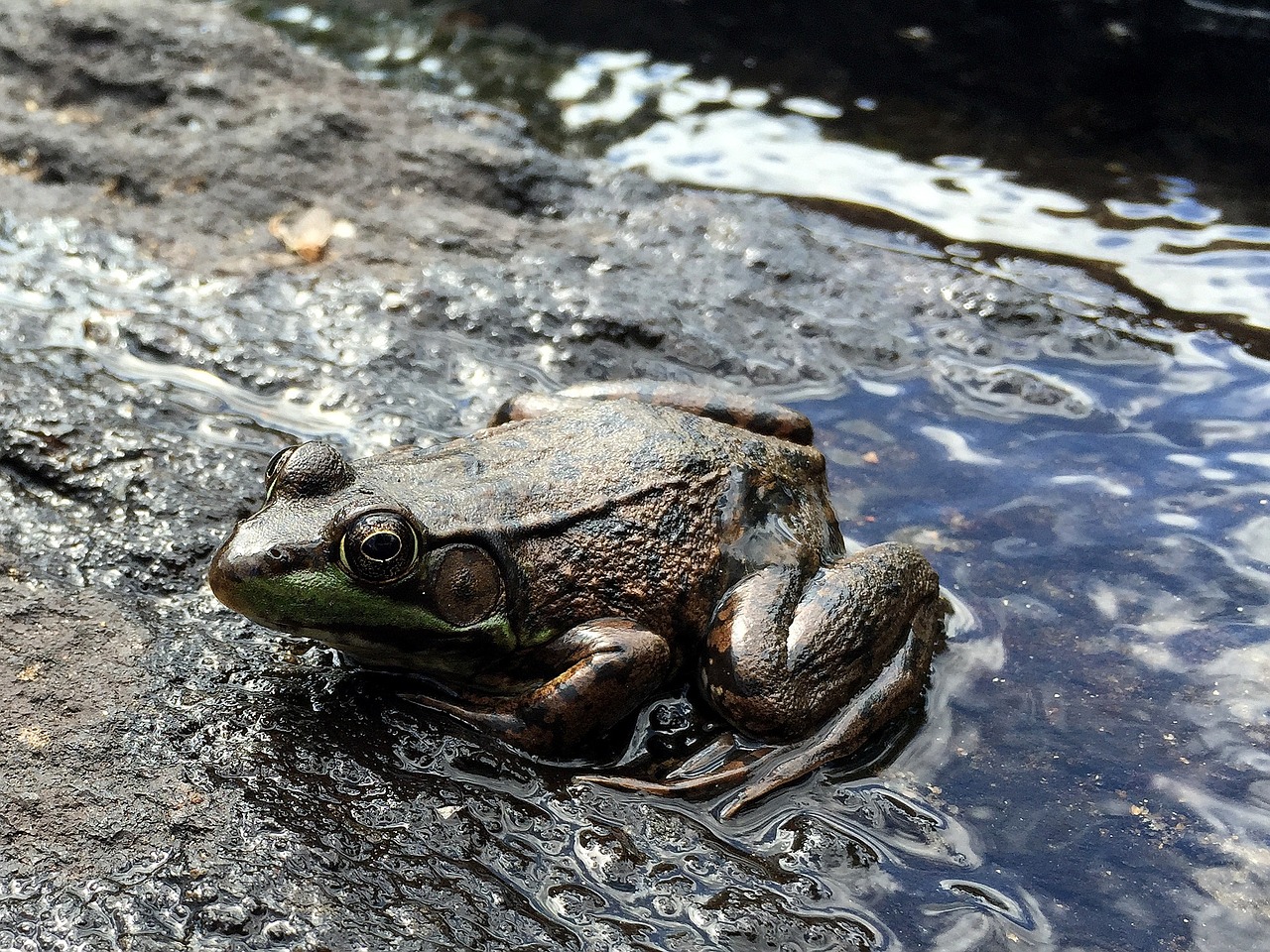 frog animal amphibian free photo