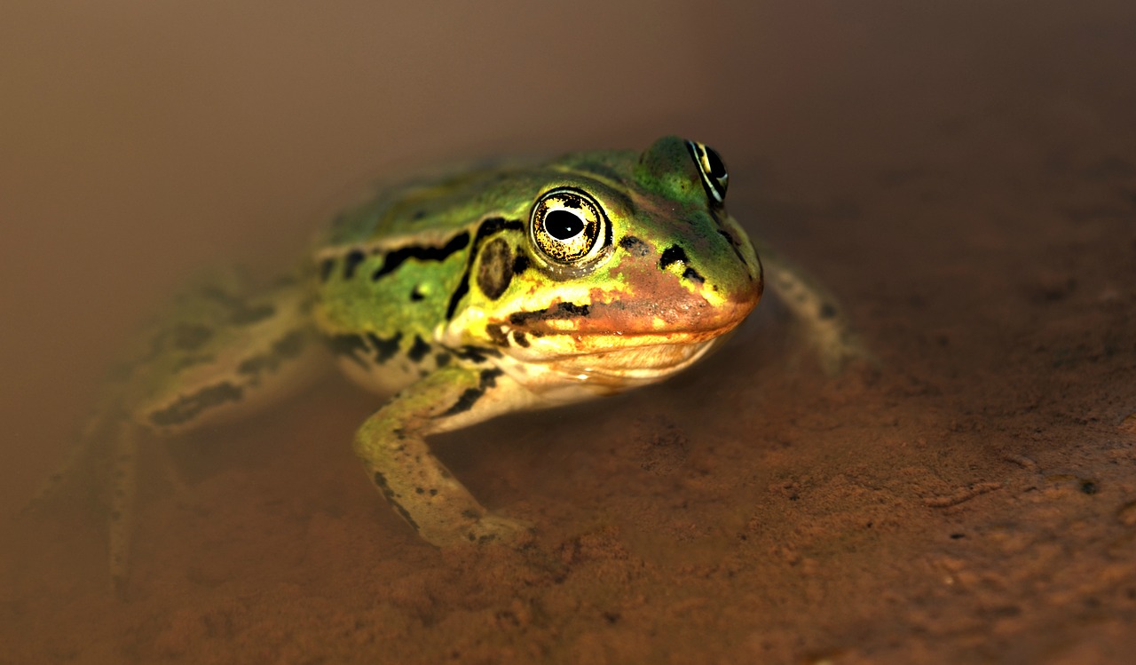 frog water green free photo