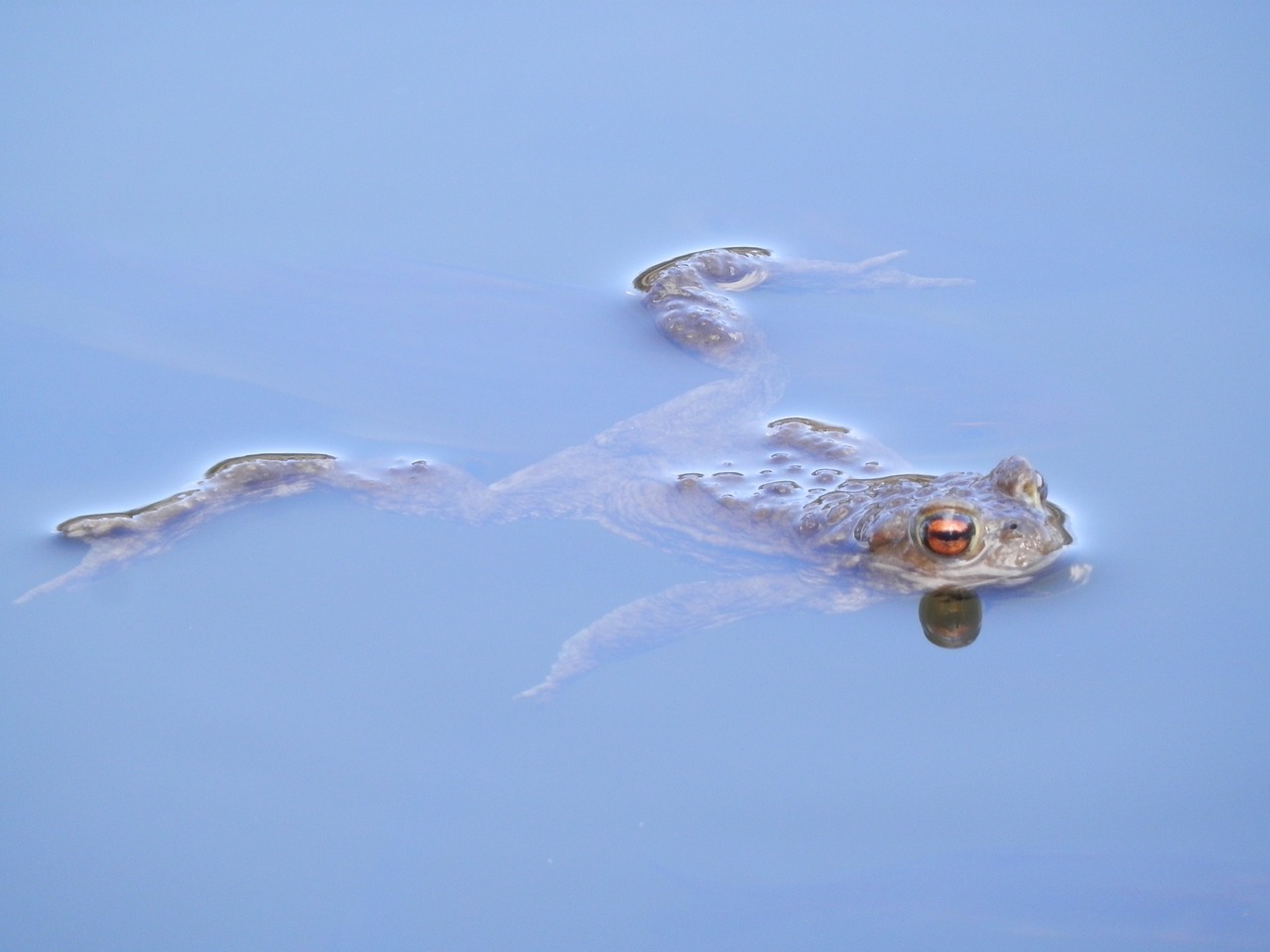 frog water swimming free photo