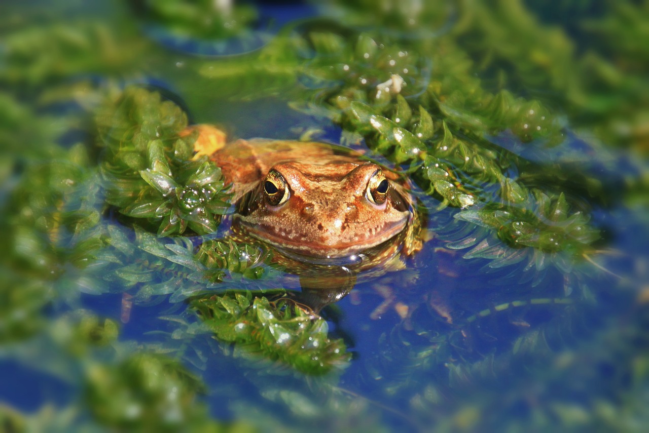 frog animal amphibian free photo