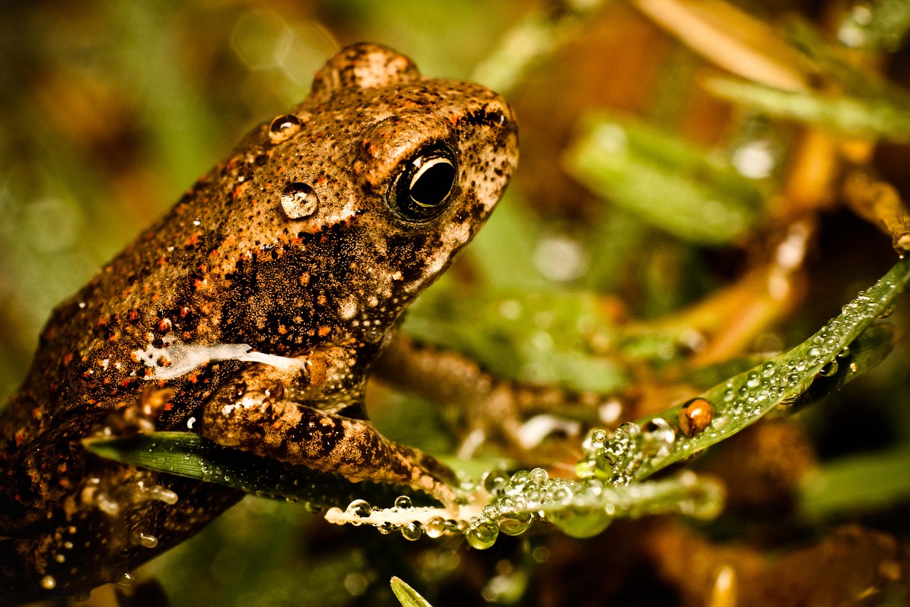 Miniature Frogs are Literally Mini