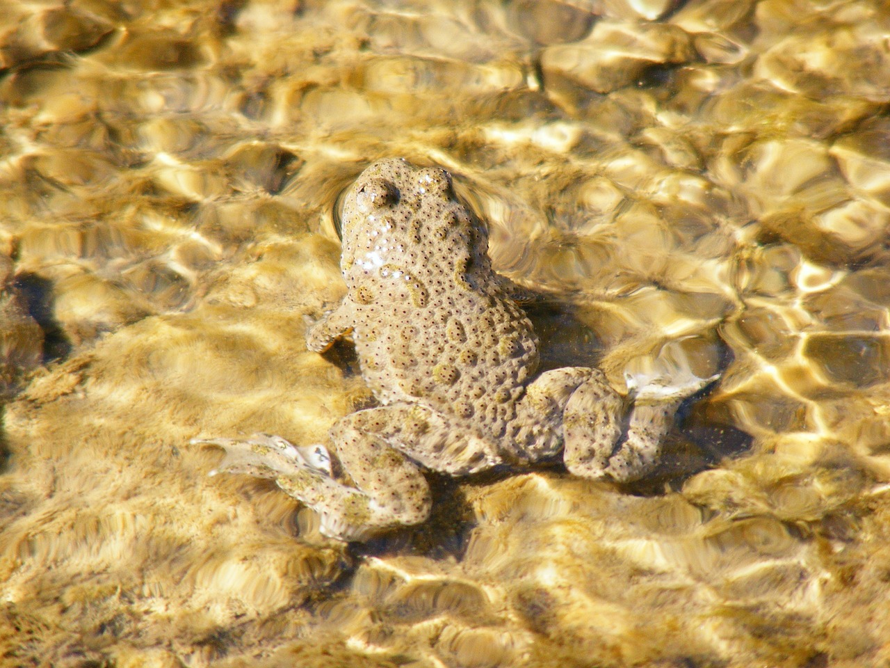 frog animal amphibian free photo
