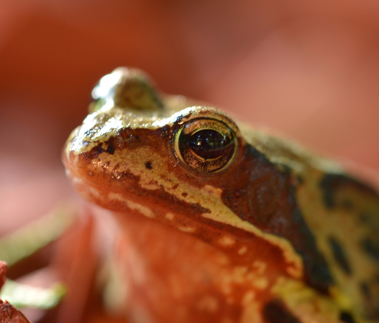 frog toad amphibians free photo