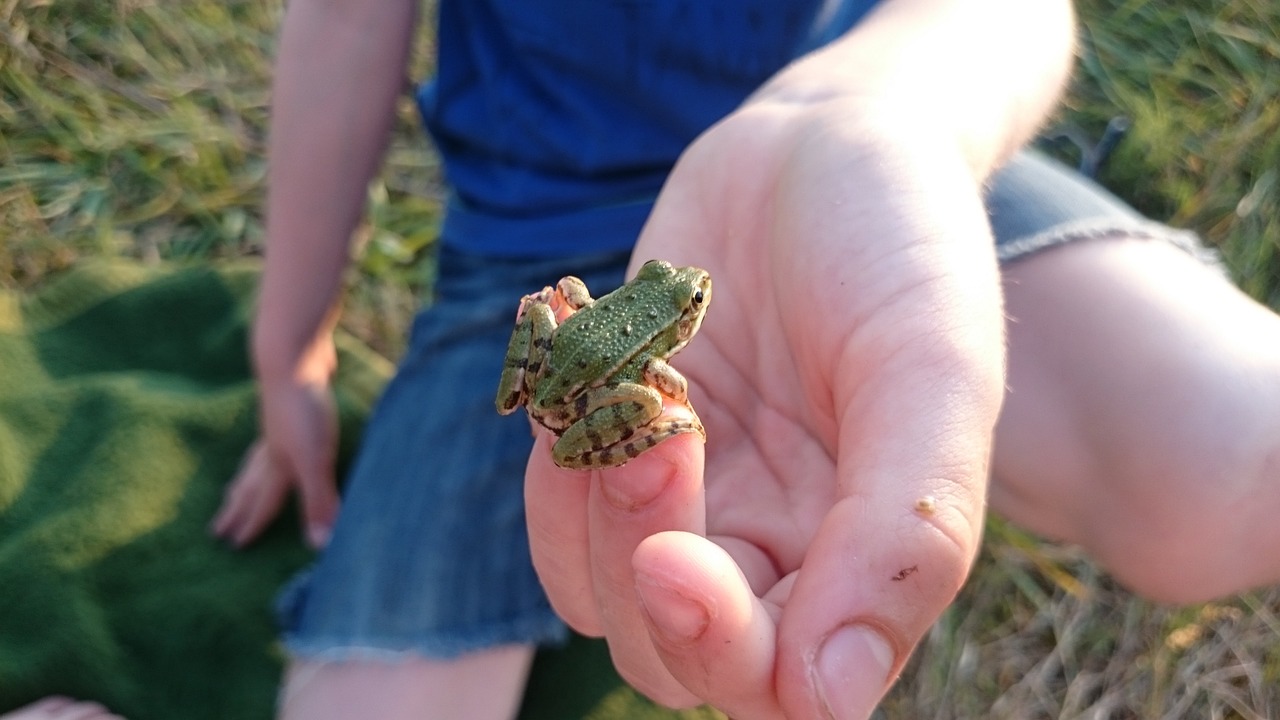 frog nature animals free photo