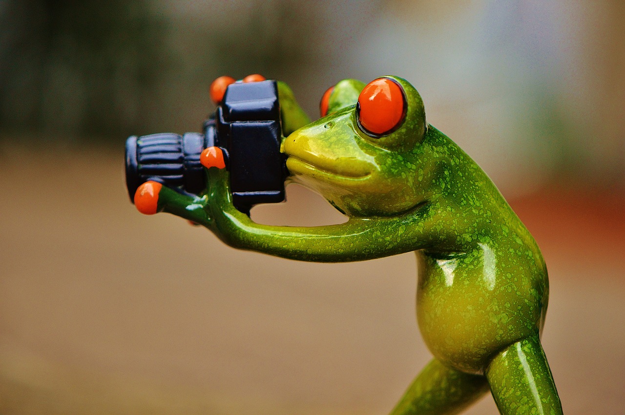 frog photographer funny free photo