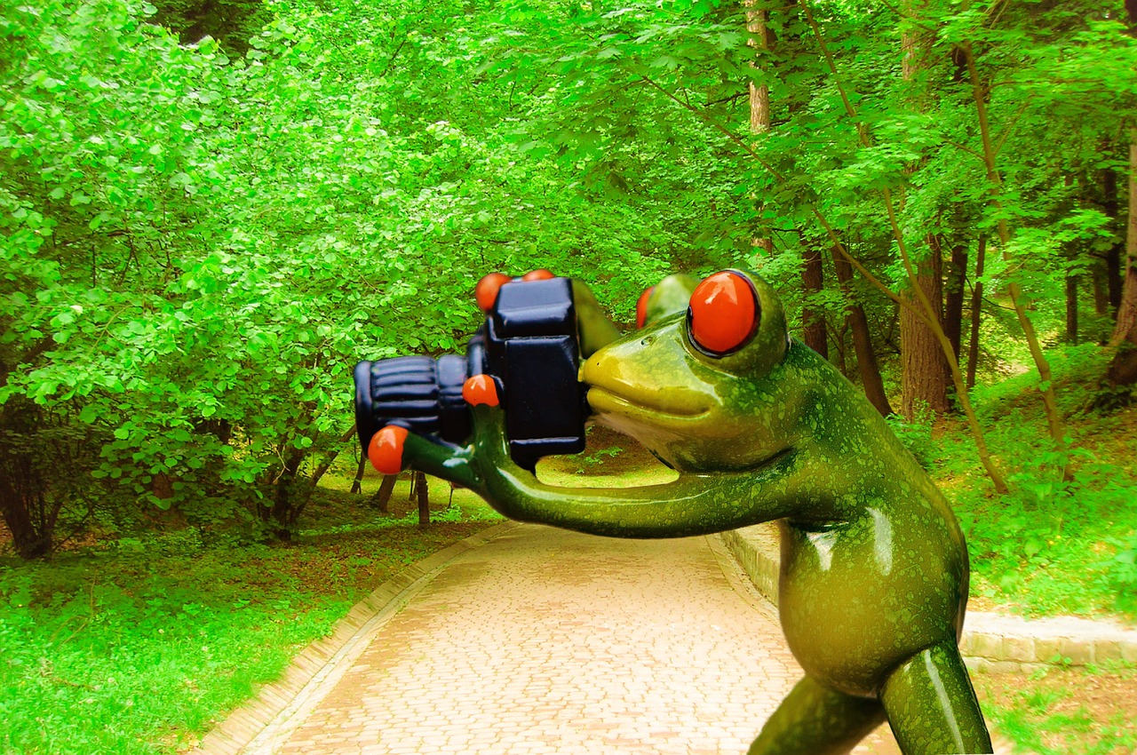 frog photographer funny free photo