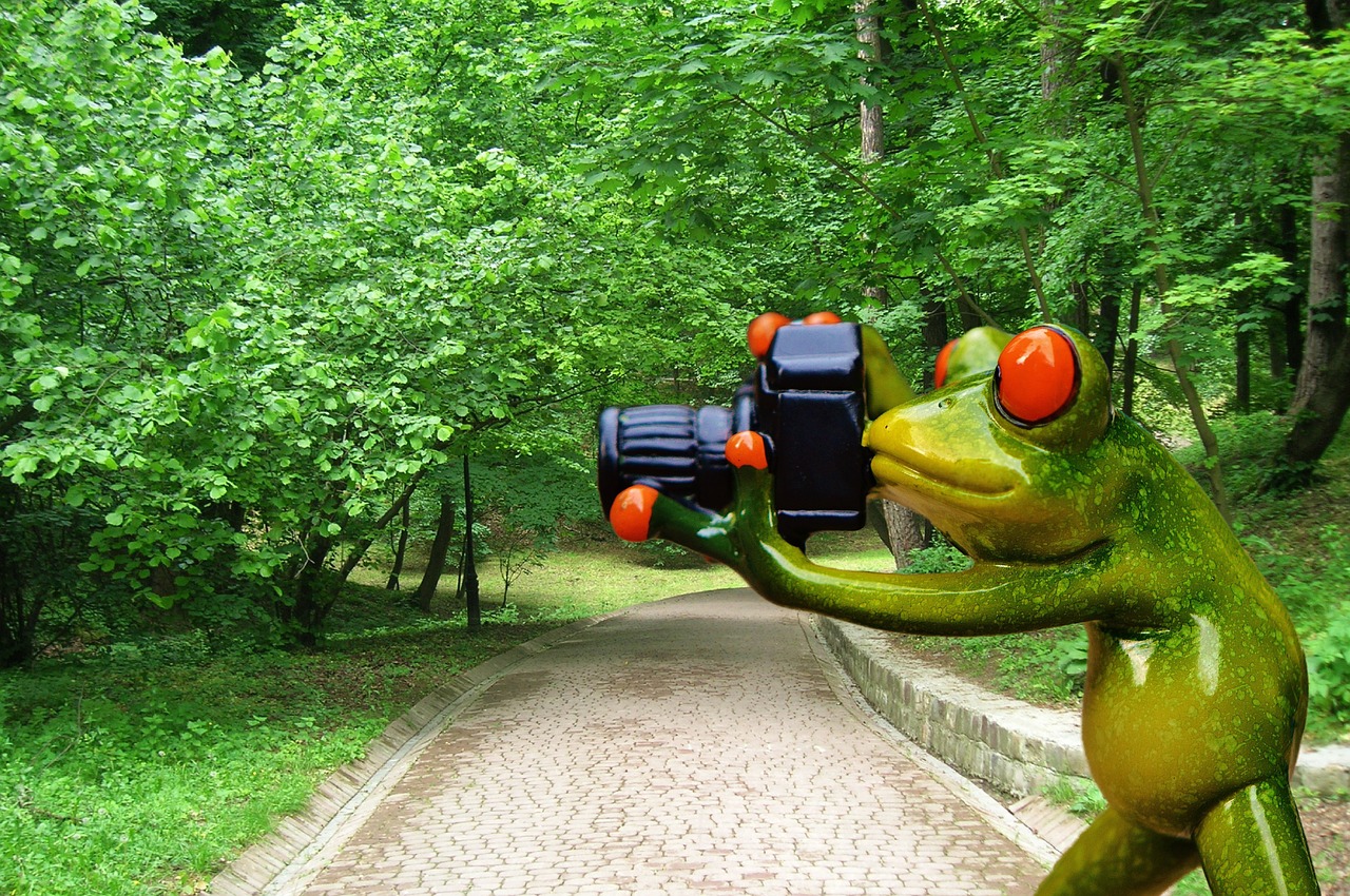 frog photographer funny free photo