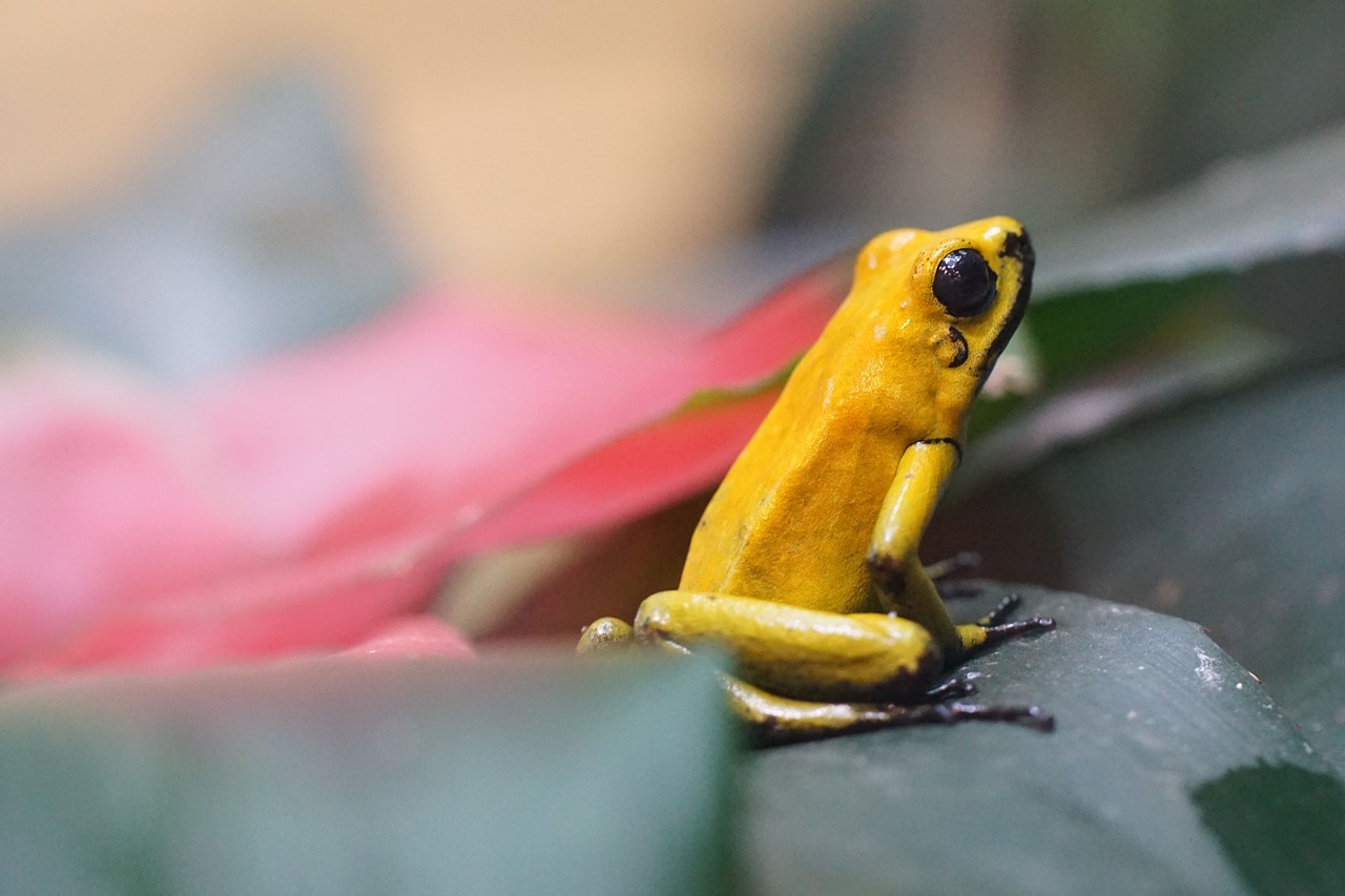 frog small golden poison dart frog free photo