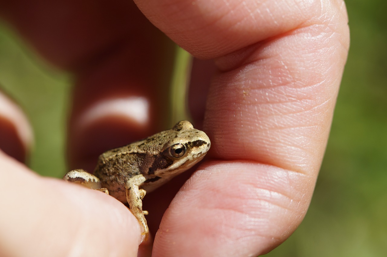frog toad small free photo